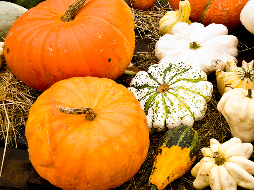 FALL FESTIVAL IS HERE!